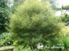 Šaltekšnis paprastasis ,Aspleniifolia' (lot. Frangula alnus)